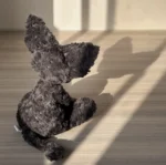 Cute Black Cat - Image 12